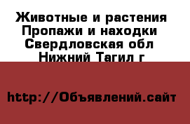 Животные и растения Пропажи и находки. Свердловская обл.,Нижний Тагил г.